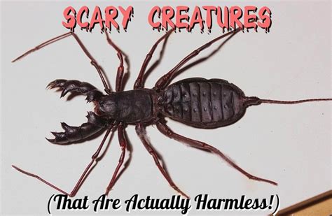scary insects|6 Extremely Scary Bugs That Are Actually Harmless .